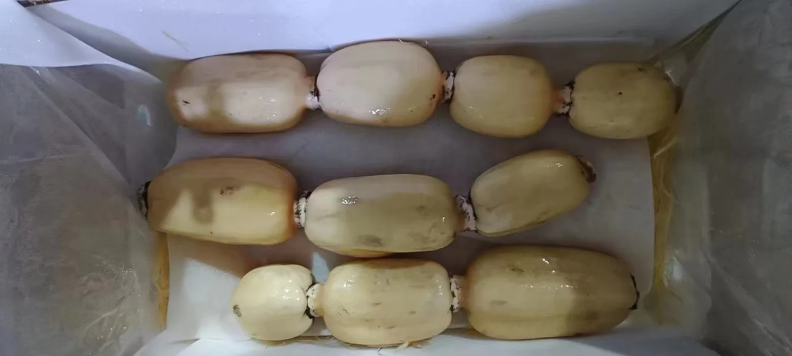 2023 autumn and winter fresh lotus root a large quantity of market powder waxy sweet