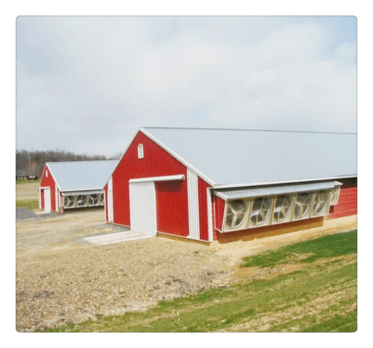 Low cost prefab steel structure chicken house build chicken coops / poultry farm house design