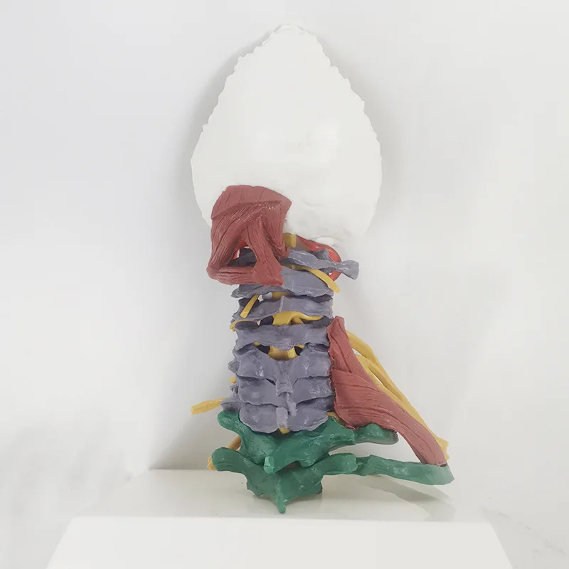 Life Size Colored Cervical Vertebra Model With Nerves and Muscles