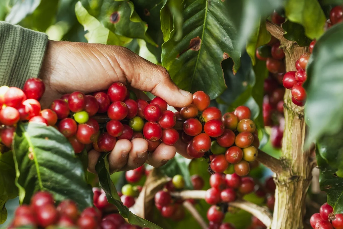 
(FREE SHIPPING) COLOMBIAN PREMIUM ROASTED COFFEE 