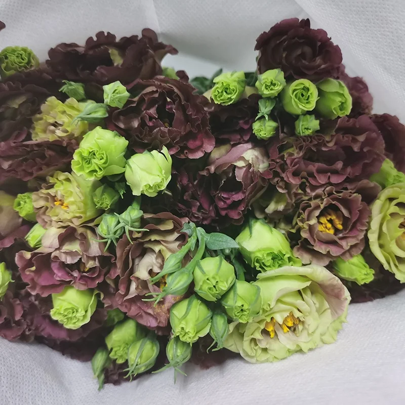 Настоящие свежие цветы, высокое качество, свежие коричневые цветки platycodon Grand florum от юньнанских цветов, Прямая поставка