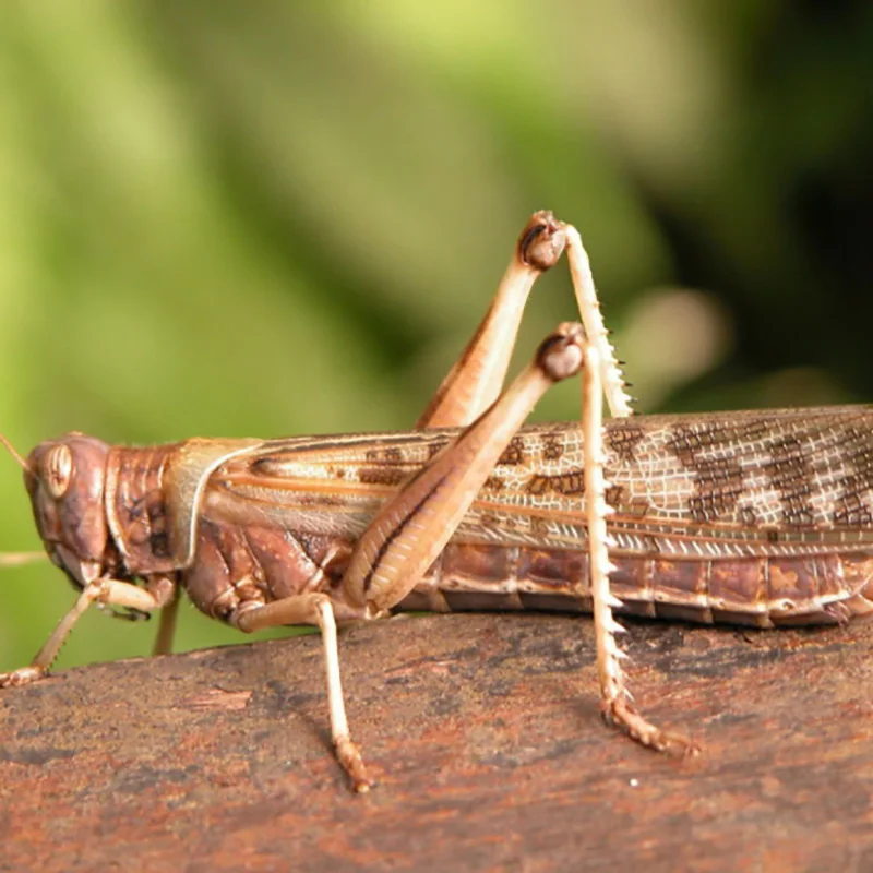 100% green natural insect protein of dried locusts for poultry feed