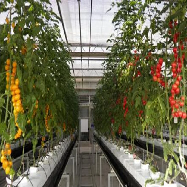 New agricultural greenhouse  Hydroponic Planting system for Growing Vegetables