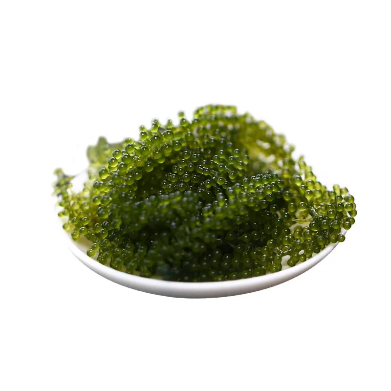 LONGEVITY DEHYDRATE LATO SEAWEED