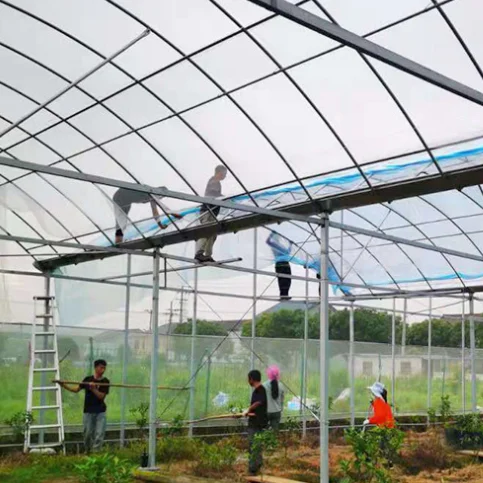 Chinese low cost plastic shed greenhouse tomato/potato/lettuce agriculture hoop house full container or half container
