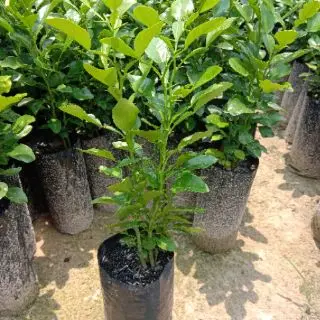
100% Supplier Good Price Real Plant Herbal Kaffir Lime Tree from Thailand 