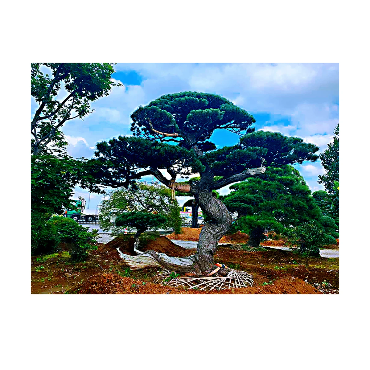 
Japanese super hot wholesale live plant natural loropetalum bonsai 