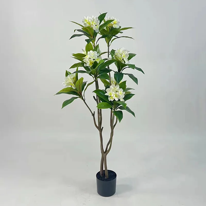 Tropical plants potted Frangipani tree for hotel decoration bonsai plumeria tree