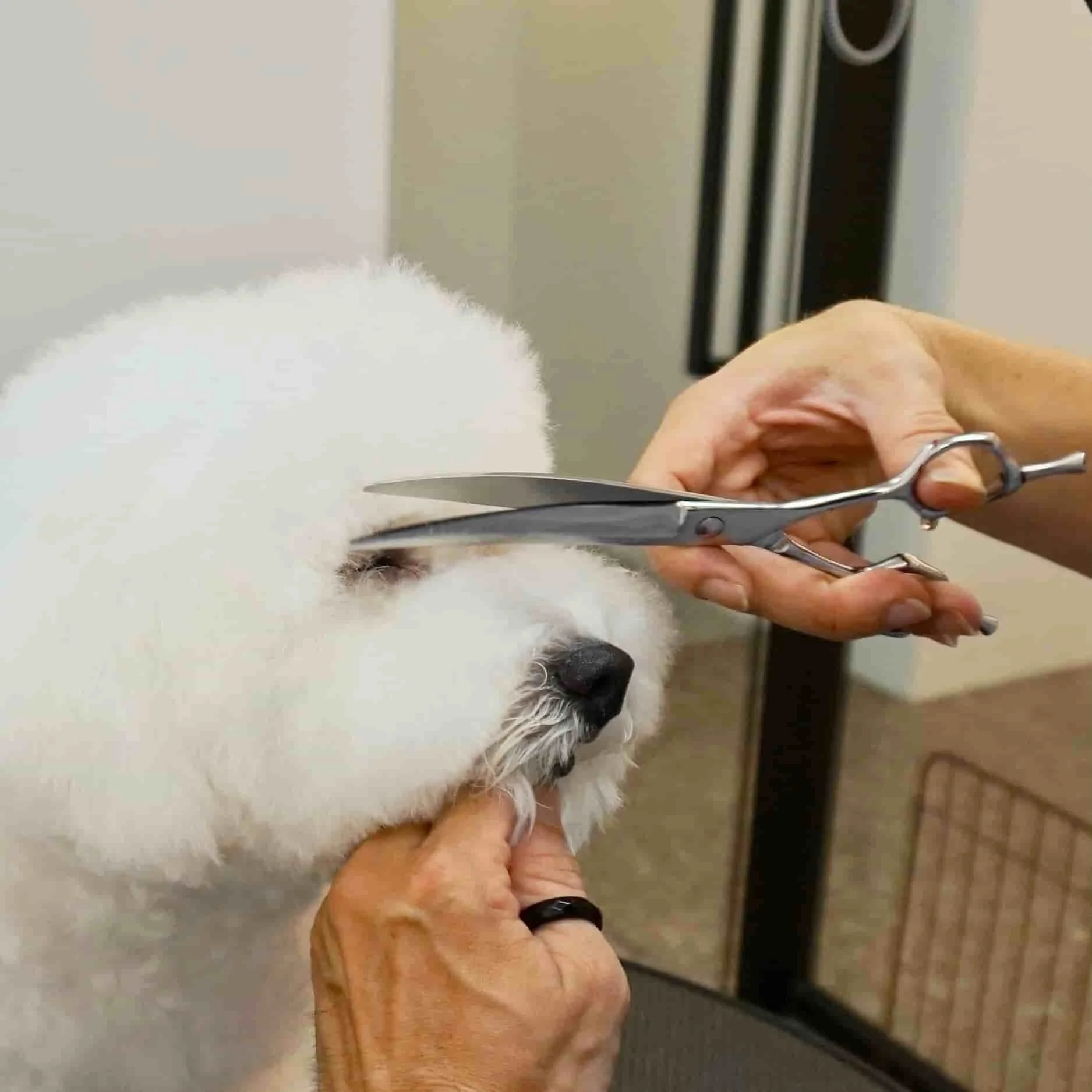 Curved Pet Scissors Japan 440c Steel Pet Products Wholesale Slightly Curve Blade