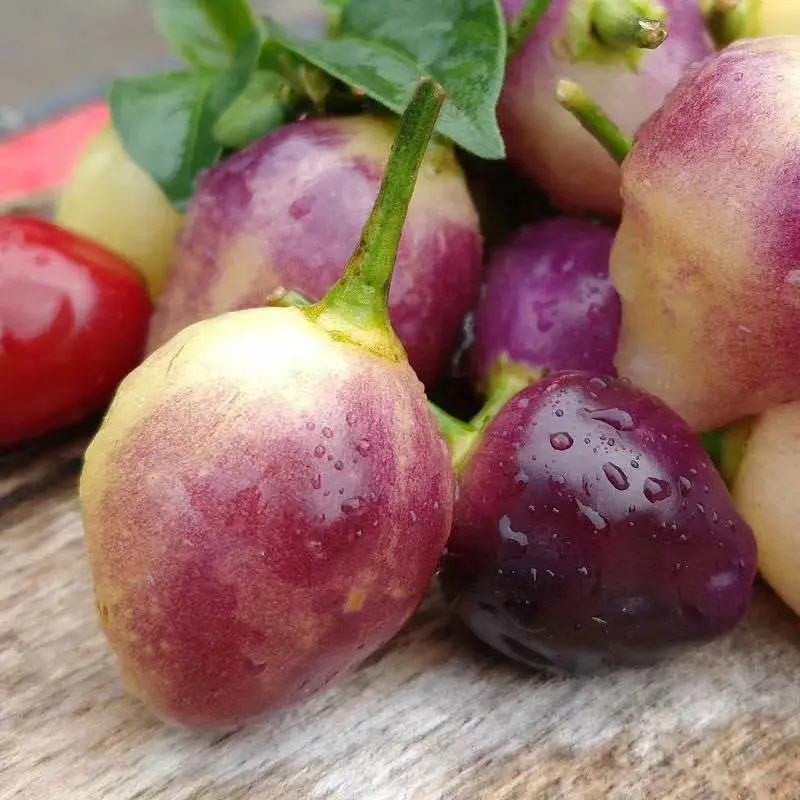 100% Pure Fresh Red Hot Organic Natural Dried Chili Pepper BULK Chinese Chili Colorful fresh spices delicious Rainbow CHILLY