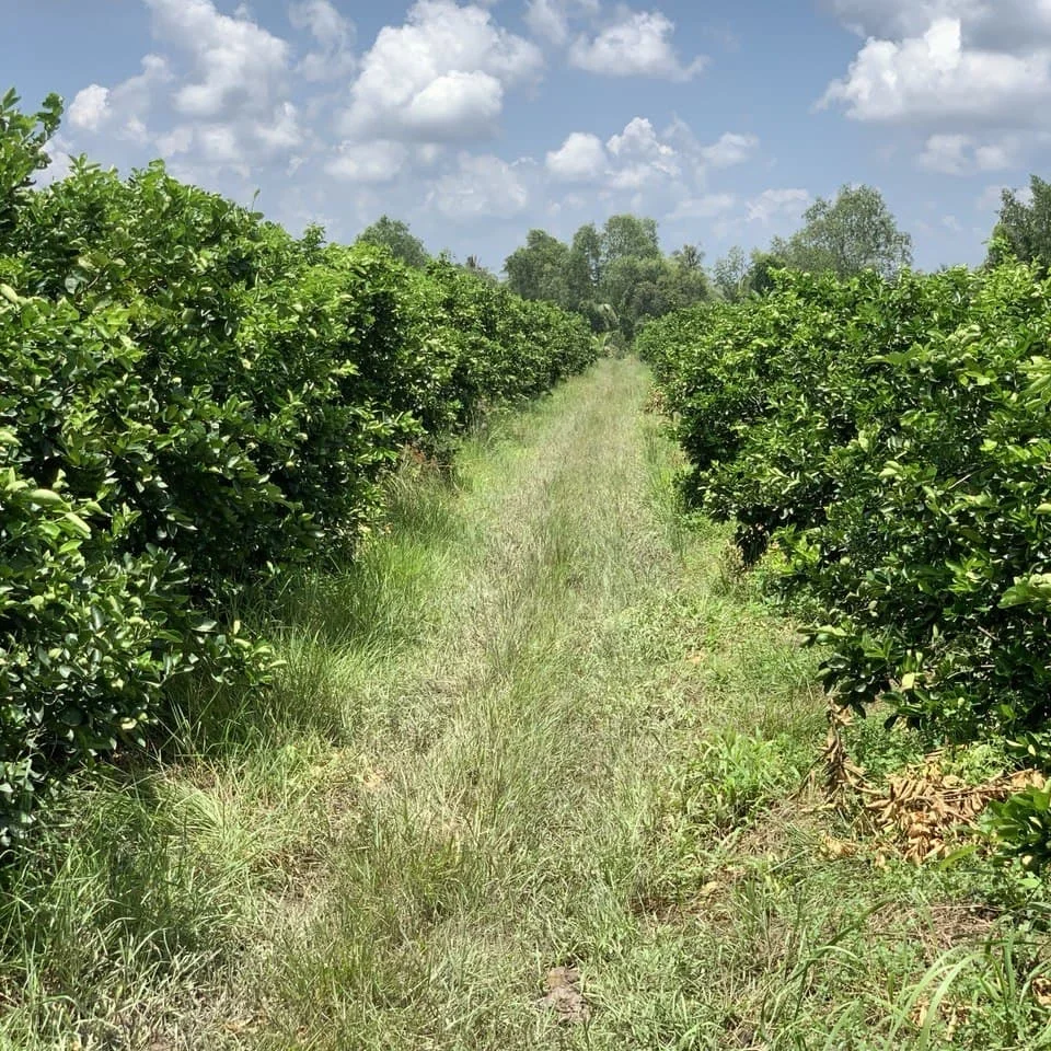 
Lime Natural Yellow Style Organic Color Weight Origin Type Lemon Grade Product ISO Fresh Fruit Place Model Citrus Gram SGS Cyan 