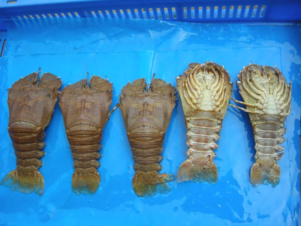 
FROZEN SAND LOBSTER 