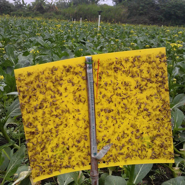 Effective diamond back moth pheromone Plutella Xylostella lure