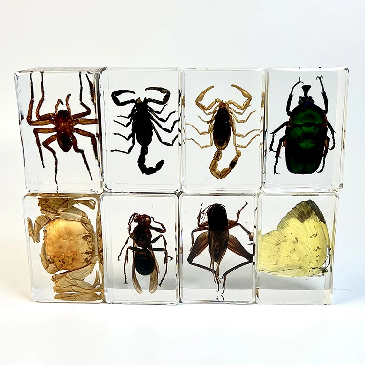 wholesale resin crafts  paper weight teaching resources real insect specimen paperweight acrylic paperweight