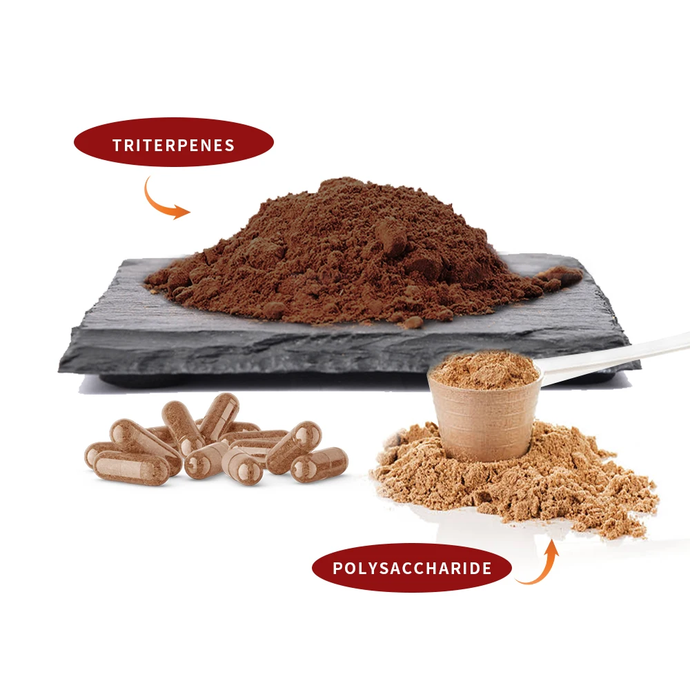 Ganoderma Lucidum Mushroom Extract  Reishi Capsules Ganoderma Lucidum extract capsule