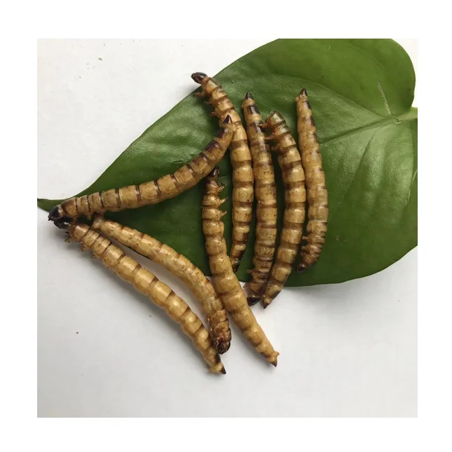 Гигантские черви корм для домашних животных съедобные насекомые белок сухая лига суперчервь