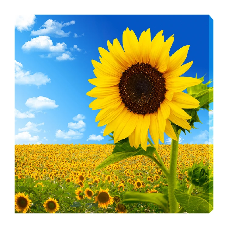 Sunflower diamond painting landscape diy handmade 40*40 wide 25mm living room decoration 5d full diamond diamond painting