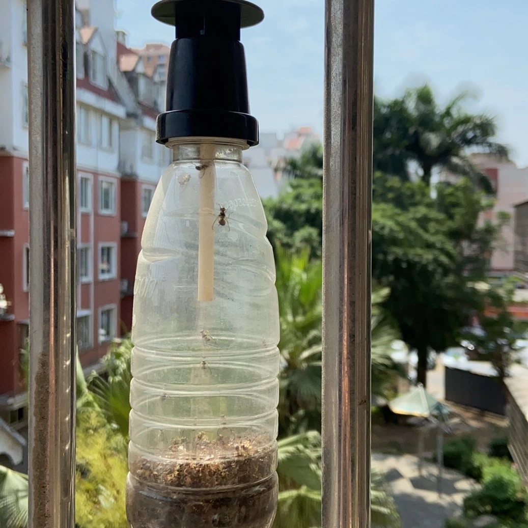 Hot sales mini fruit fly trap head with pheromone stick for Bactrocera Dorsalis from manufacturer