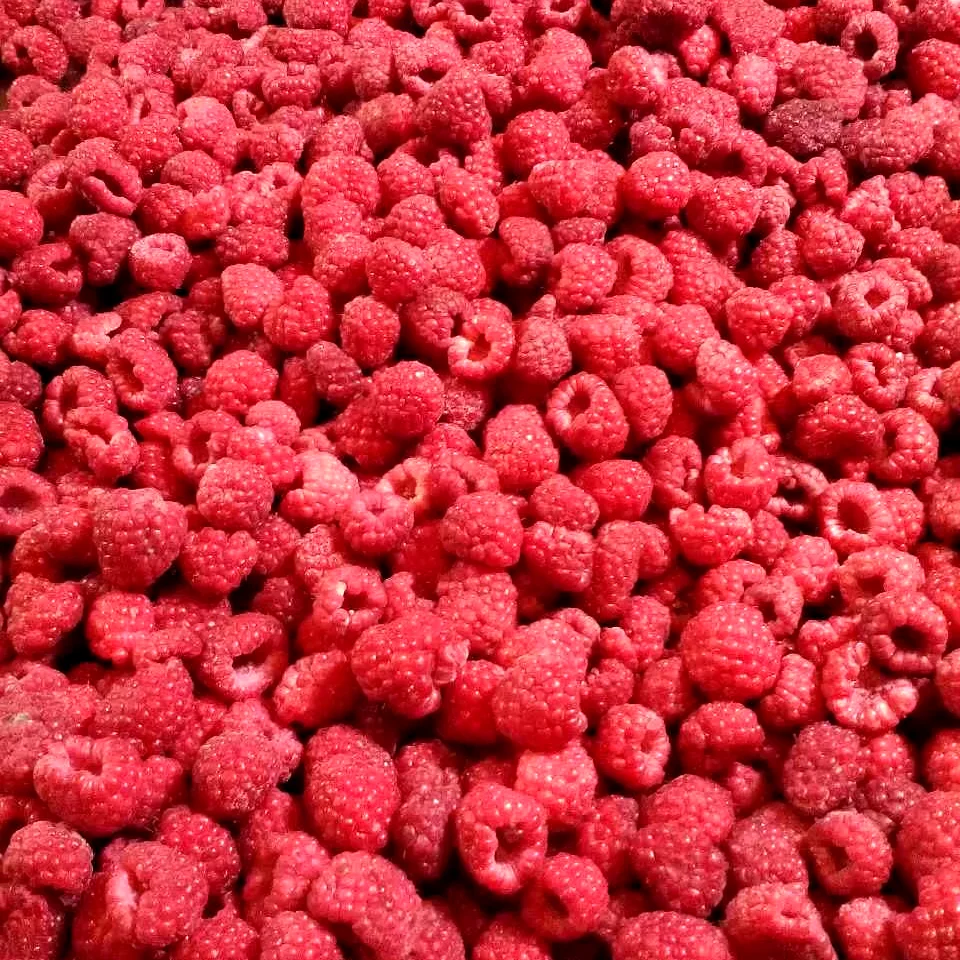 Wholesale IQF Frozen Raspberry Fruit Bulk Organic Freeze Freezing Unsweetened no sugar Healthy Natural Nutritious Wholesale