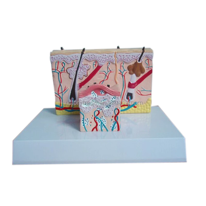 V-AM002 l Science Healthy Human Skin Section Anatomical Teaching Model