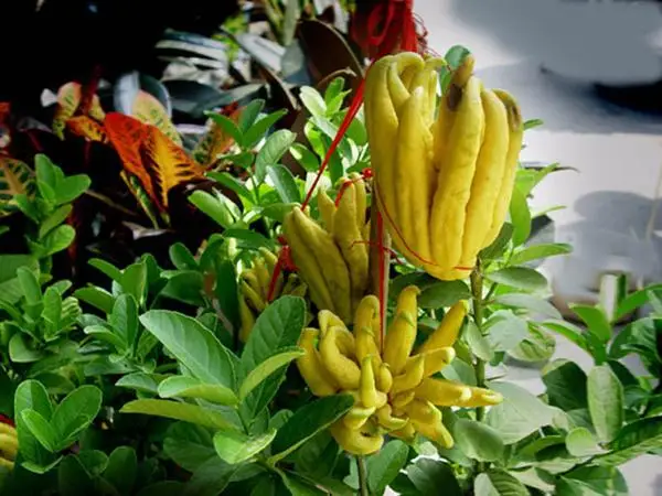 China produces quality organic aromatherapy fragrance Essential Oil Soothe the Mood and Relax Bergamot Oil