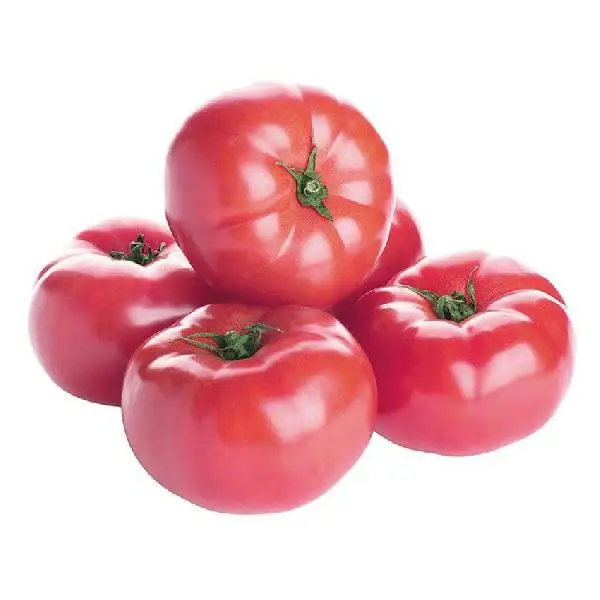 High grade non-GMO wholesale fresh vegetables from Uzbekistan tasty Fresh Red Pink Tomatoes for Food