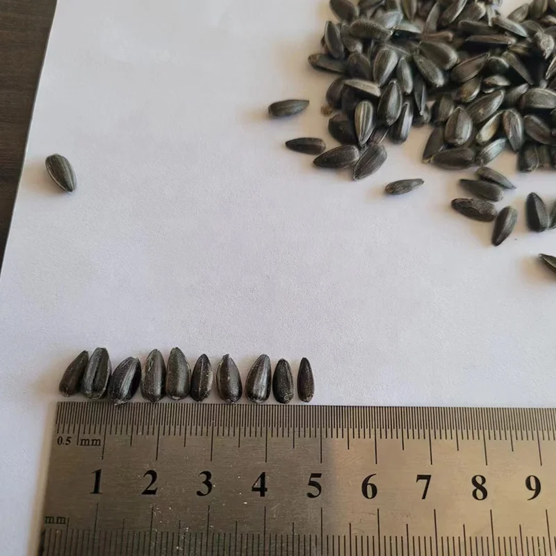 Wholesale sunflower seeds kernels small Black oil sunflower seeds for bird feeding