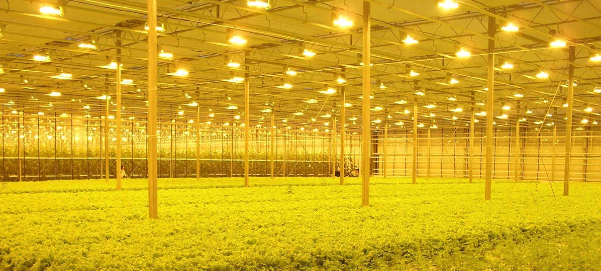 SON-T 600W HPS Bulb Sodium Vapor Lamp Horticultural