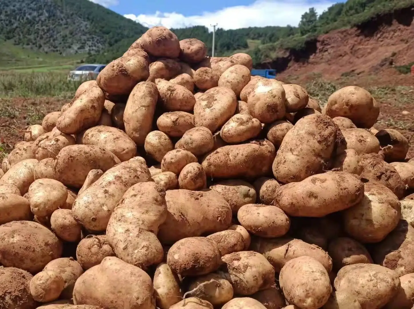 2021 new crop  Chinese fresh potatoes hot sale factory price potato Holland potato