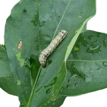 10% Pyriproxyfen SC pesticide supplier for fruit tree cabbage cauliflower kill Spodoptera litura Plutella xylostella