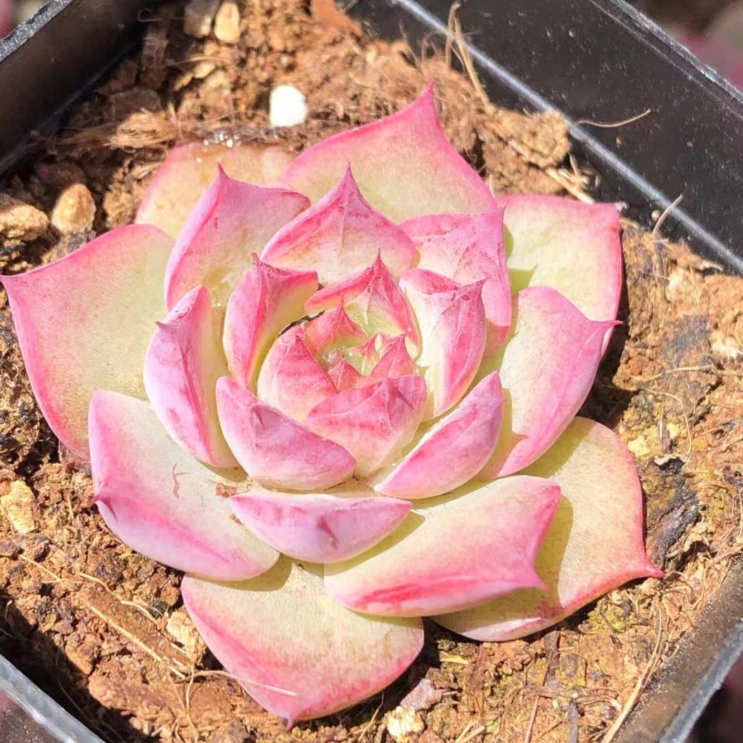 Лидер продаж, горшок для живых суккулентов, розовые персиковые мини-суккуленты