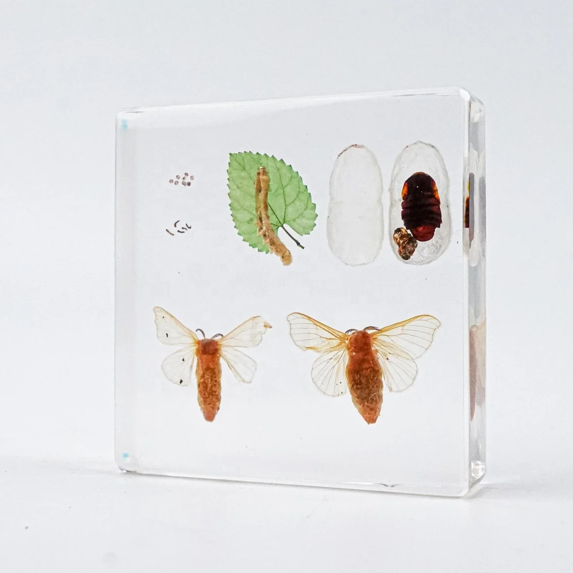 Реальный образец тутового шелкопряда