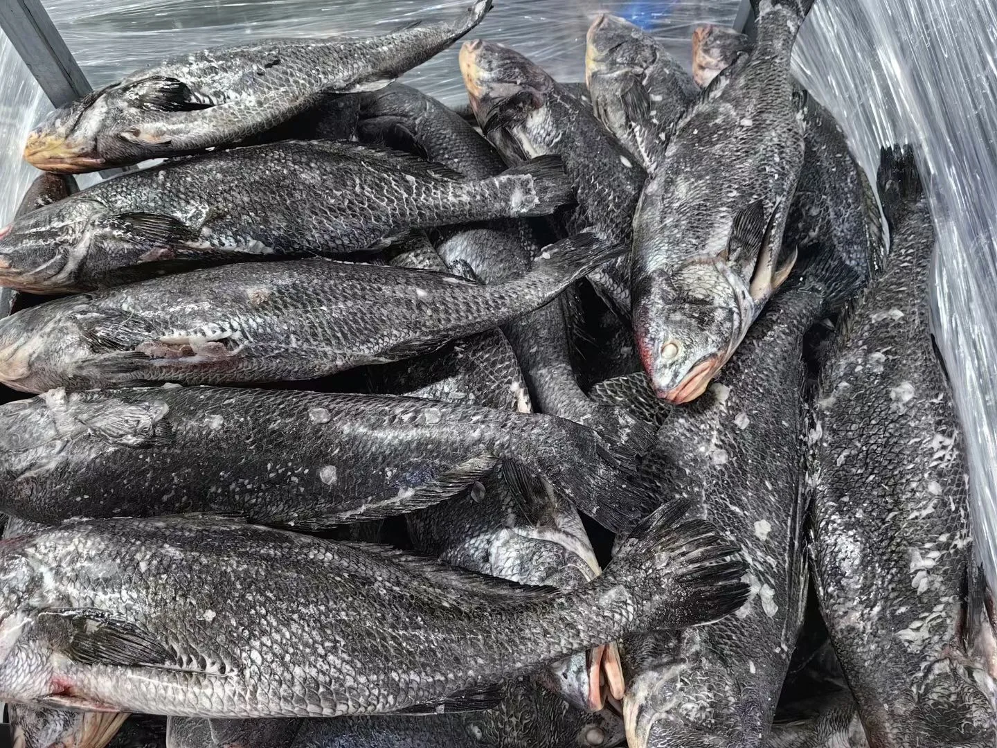 Farm Raised Chinese Croaker Fish Gutted For Sale 4-8kg Iqf Bulk Frozen Brown Croaker G&s