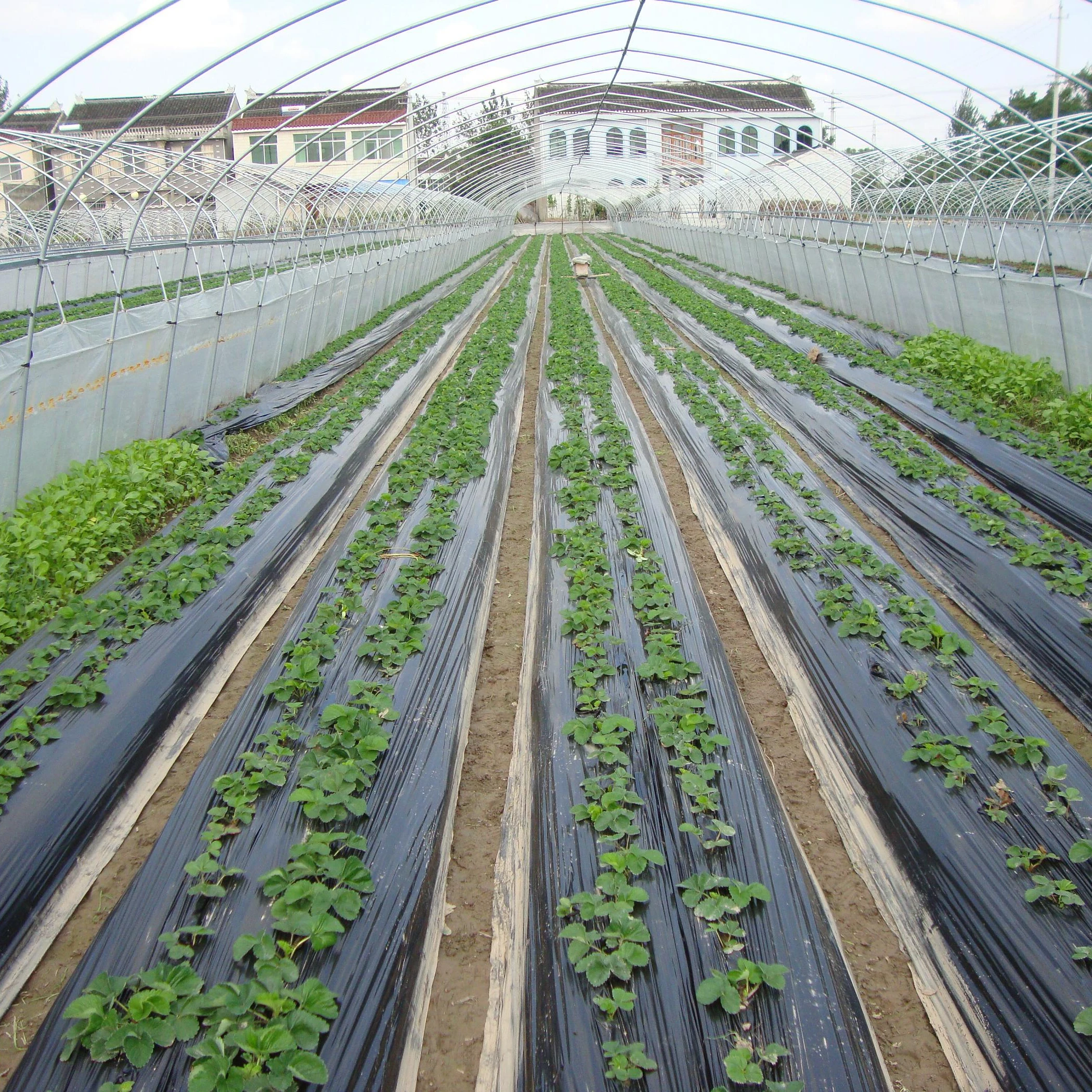HENGLV Factory Wholesale Supply Compostable And Degradable Plastic Agricultural Film PLA PBAT Mulch