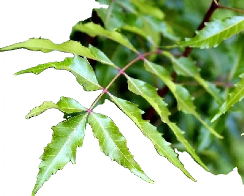 Wholesale 100% Organic Neem Leaf Extract Powder and Cake Food Grade Halal Certified Natural Herbal Part