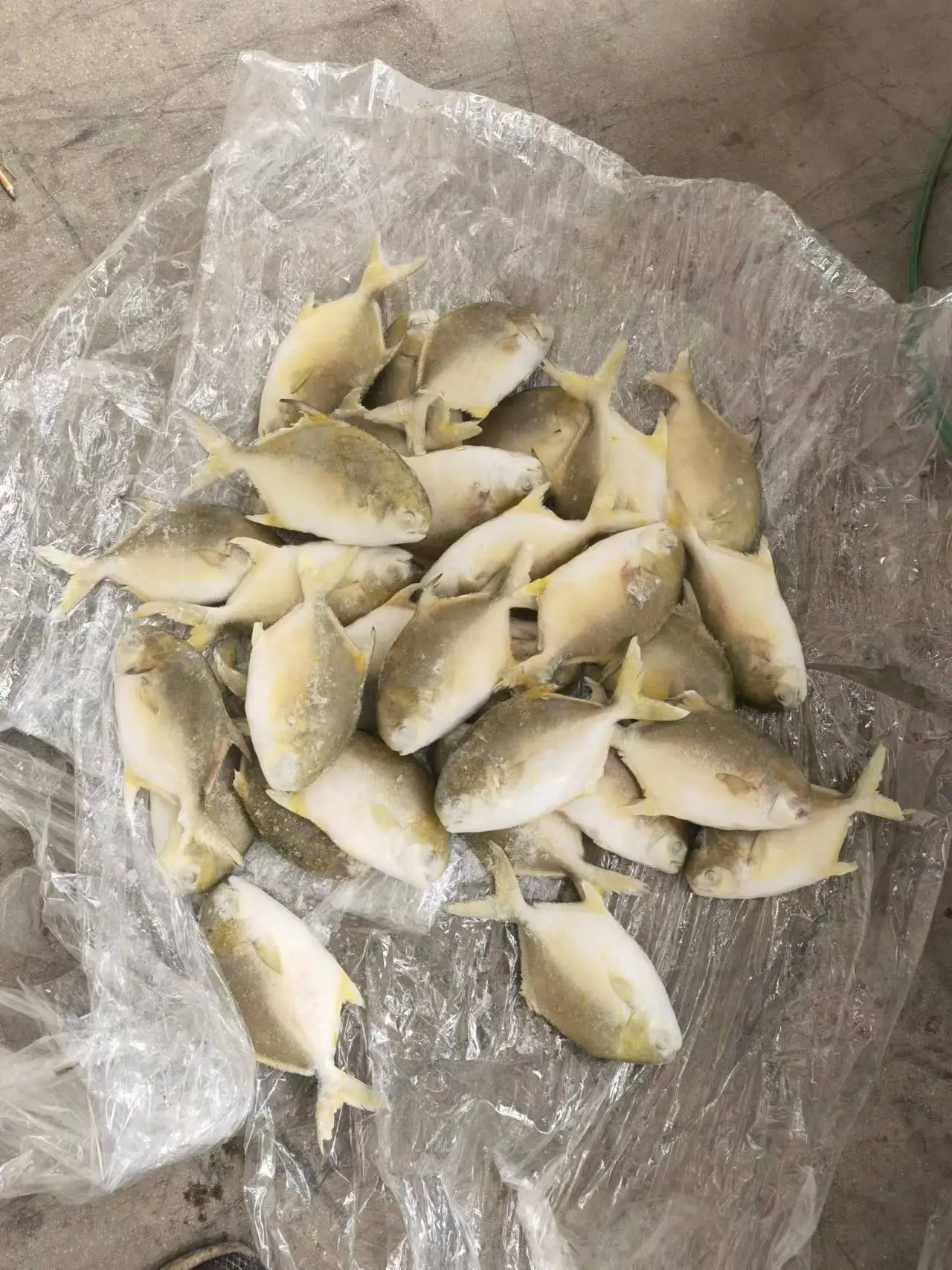 Golden Pomfret factory direct supply