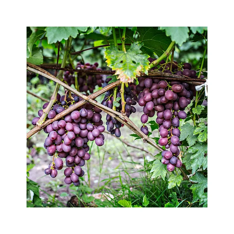Grapes Fresh Brazil Wholesale Price Export Production Line Fresh Grapes