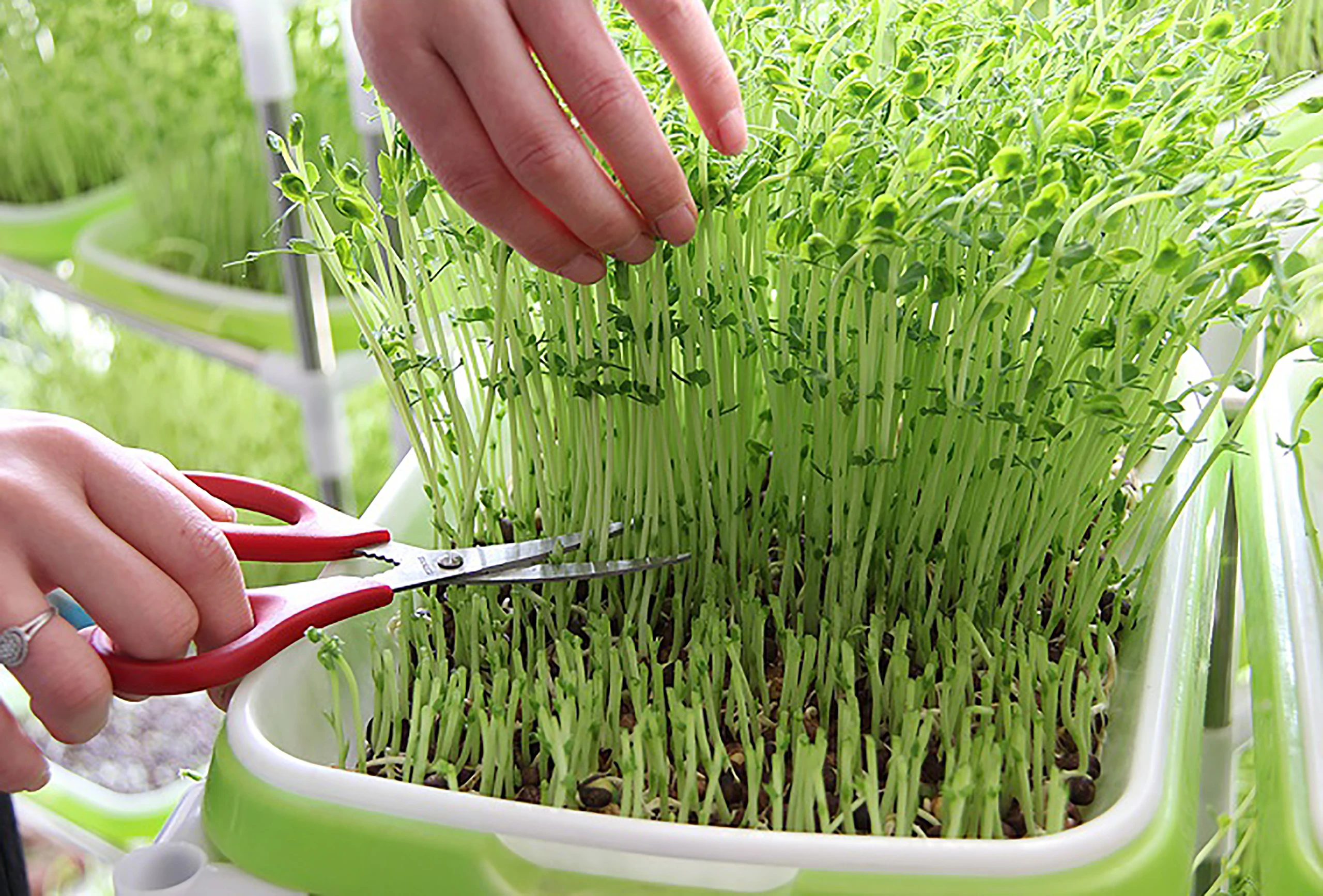 Pea Bean Sprouts Wheat Seedlings Cat Grass Gardening Hydroponics Seedling Tray Seed Soilless Cultivation Germination Tray