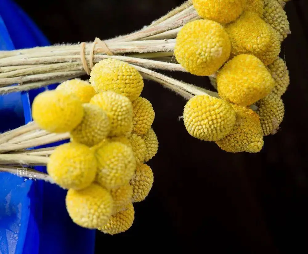 JDL012 Dried Billy Buttons Natural Flowers Factory Outlet Cheap Preserved Craspedia Billy Balls Bouquet For Sale