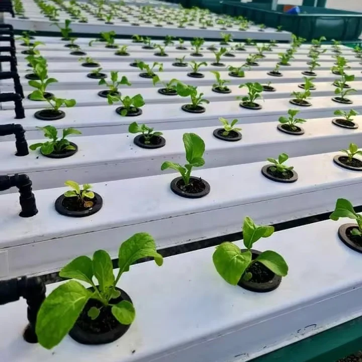 Hydroponic Grow Systems Vertical A Nft Channel Hydroponic Growing System for Leafy Vegetables