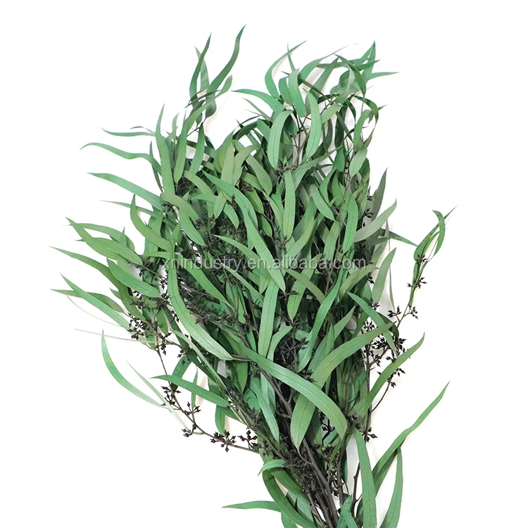Home Indoor Decoration Leaves Rice Flower Preserved Plants Forever Eucalyptus Leaves with Cone
