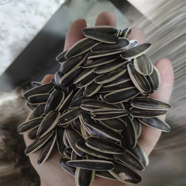 361 363 601 chinese Sunflower Seeds new crop sunflower seeds kernels