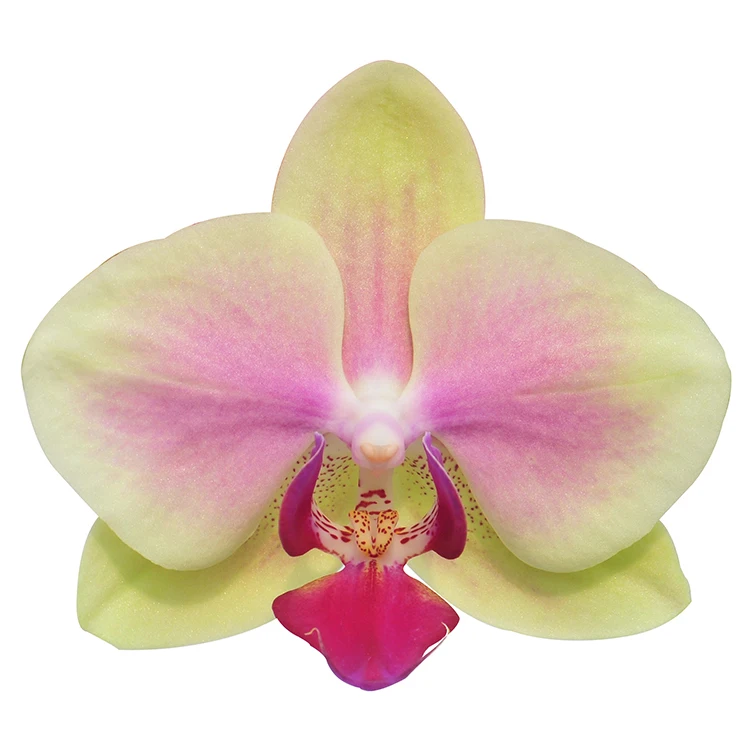 
live phalaenopis fresh orchid plants for sale 