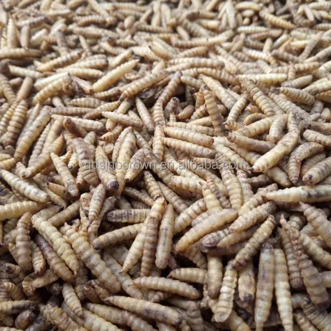 Factory Direct Sales Products Fish Bird Snack Food Larvae Dried Black Soldier Fly