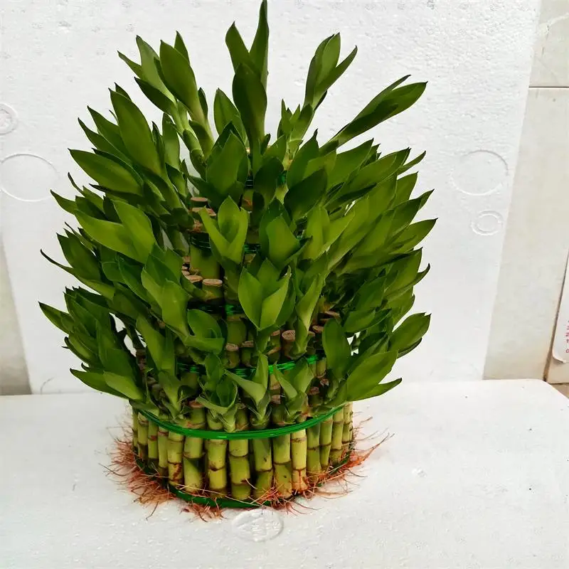 Green straight lucky bamboo plant dracaena sanderiana with good quality