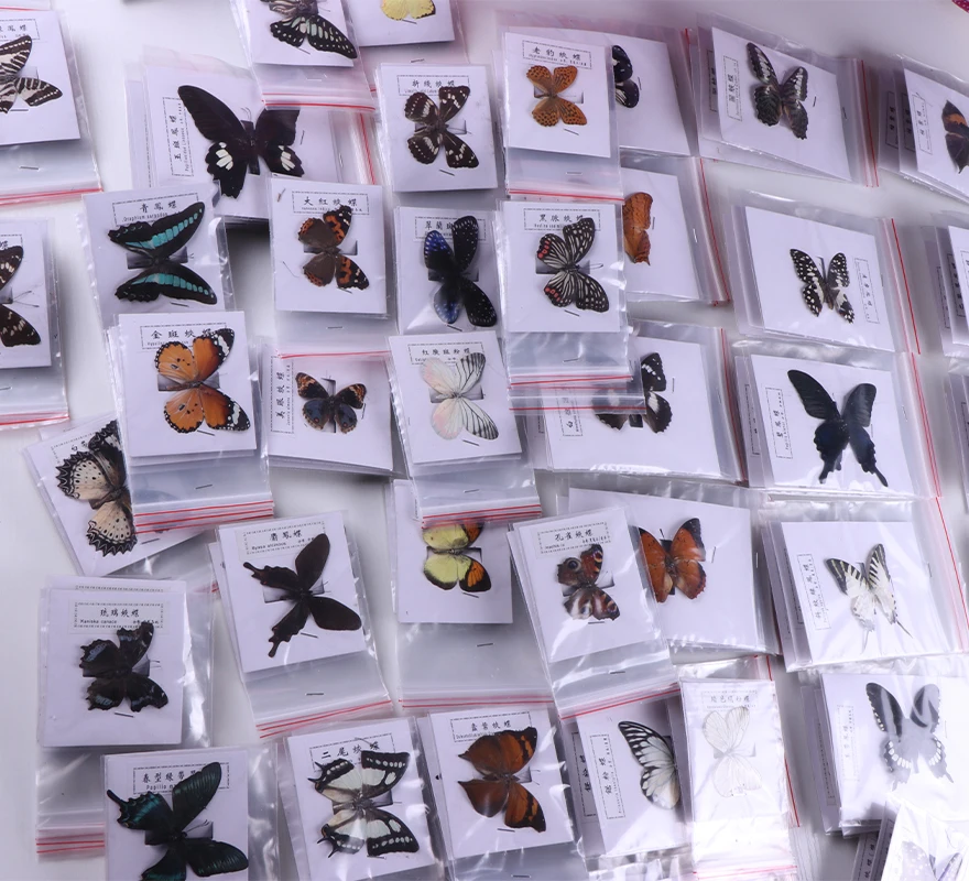 Natural decorative gift air dry inlaid storage insect specimens hundreds of beautiful real butterfly specimens