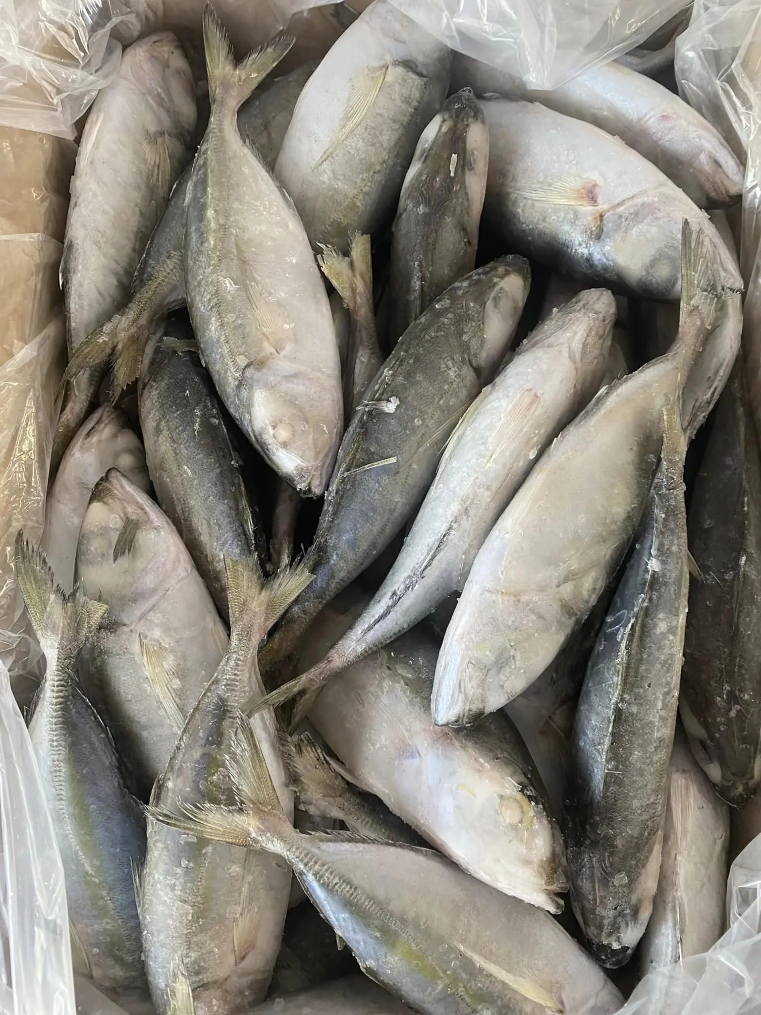 Top Selling Frozen BIG EYES SCAD Whole Round Competitive Price Origin in Vietnam