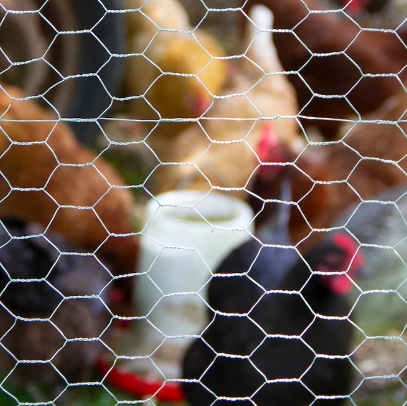 Galvanized Hexagonal knitted wire Mesh durable long service life for chicken mesh