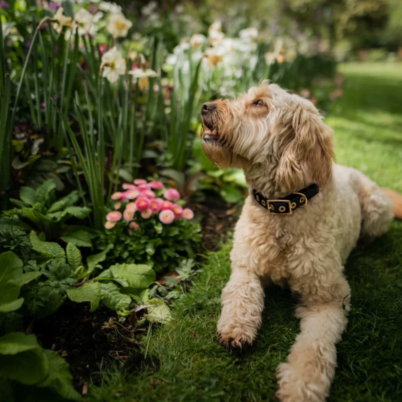 Outdoor Training Dog Collar Luxury Dog Collar