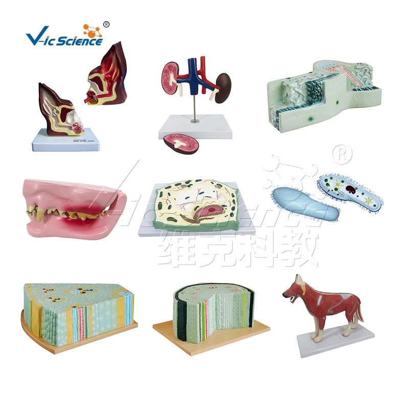 Plastic Medical Anatomical Teaching Bronchopulmonary Disease Pathological Lung Model for